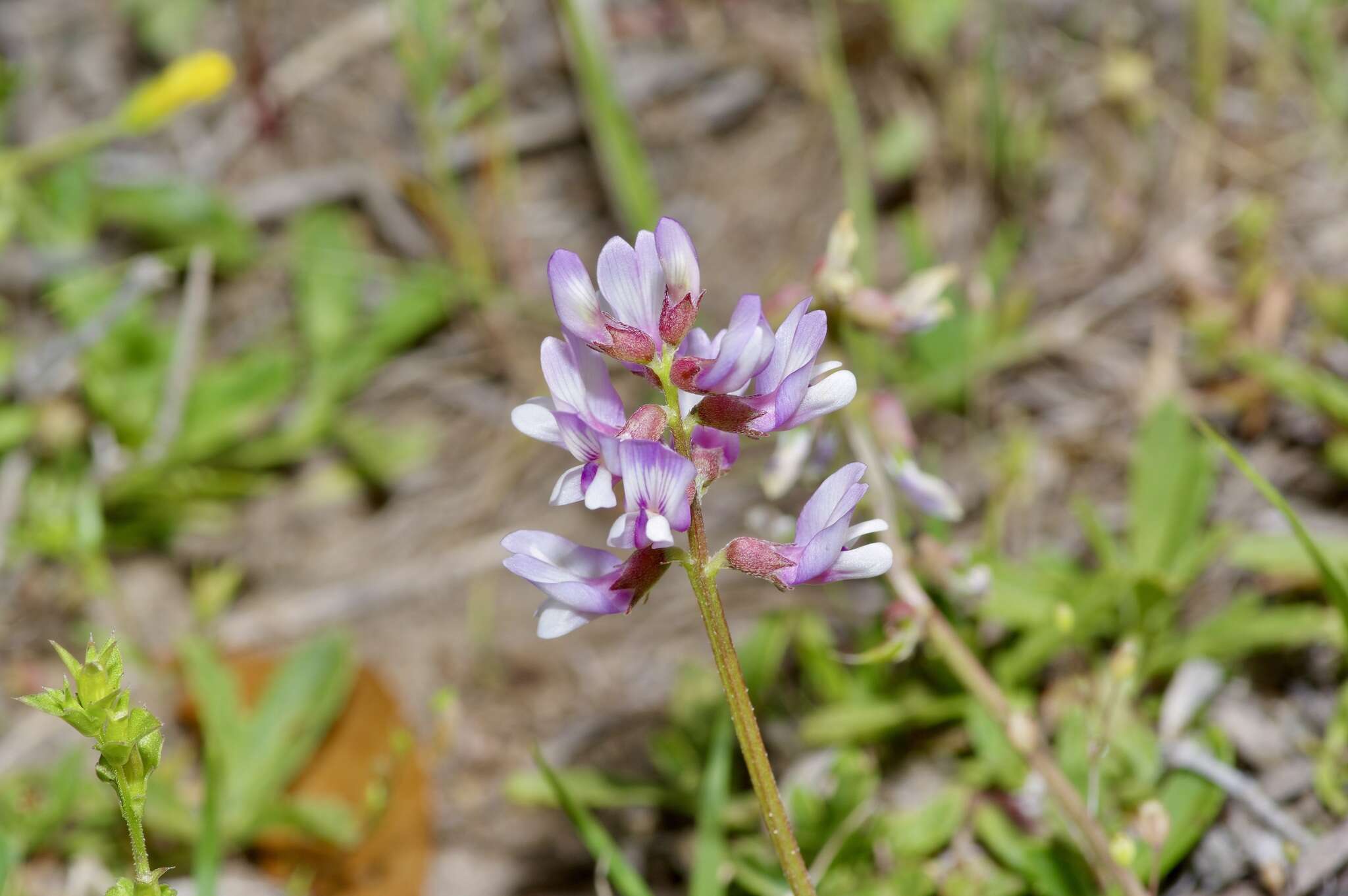 Image of Englemann's milkvetch