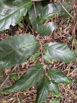 Image of loblolly sweetwood