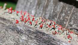 Image of cup lichen