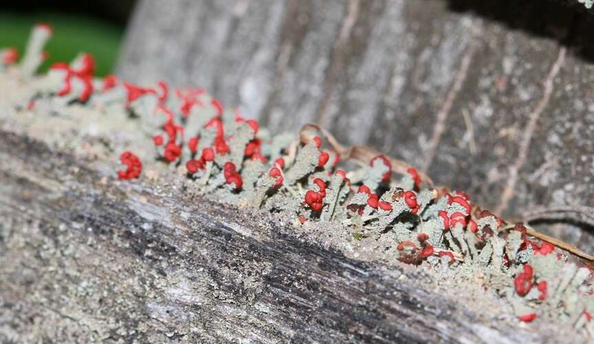 Слика од Cladonia cristatella Tuck.