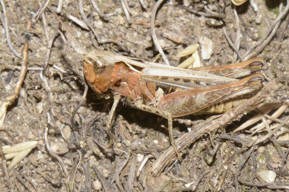 Sivun Omocestus (Omocestus) haemorrhoidalis subsp. haemorrhoidalis (Charpentier 1825) kuva