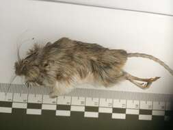 Image of Nelson's pocket mouse