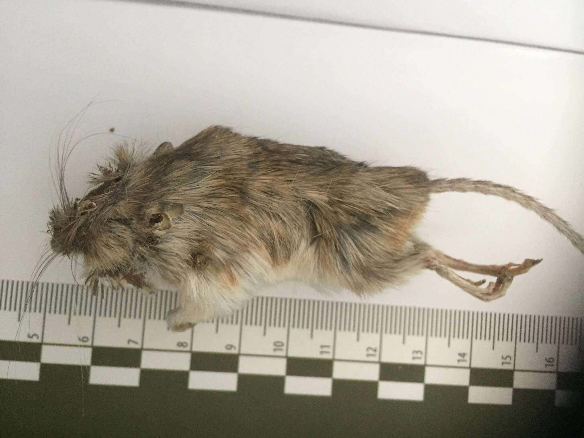 Image of Nelson's pocket mouse