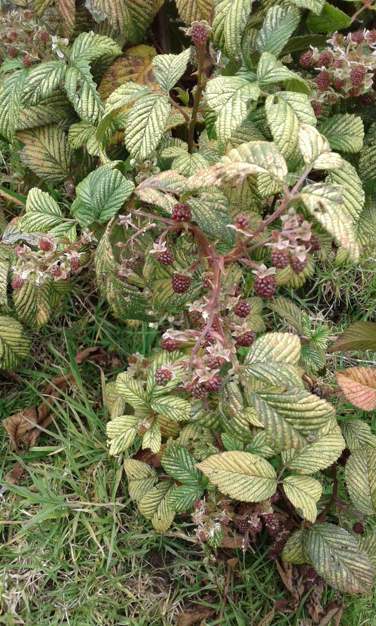 Image of Andes berry