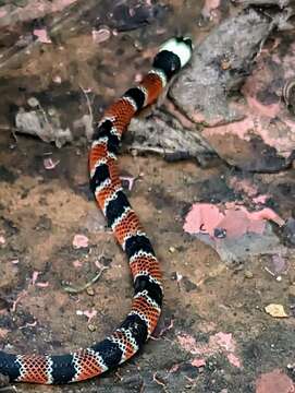 Image of Mimic False Coral Snake