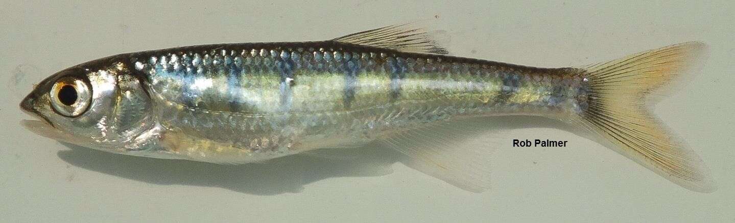 Image of Southern Barred Minnow