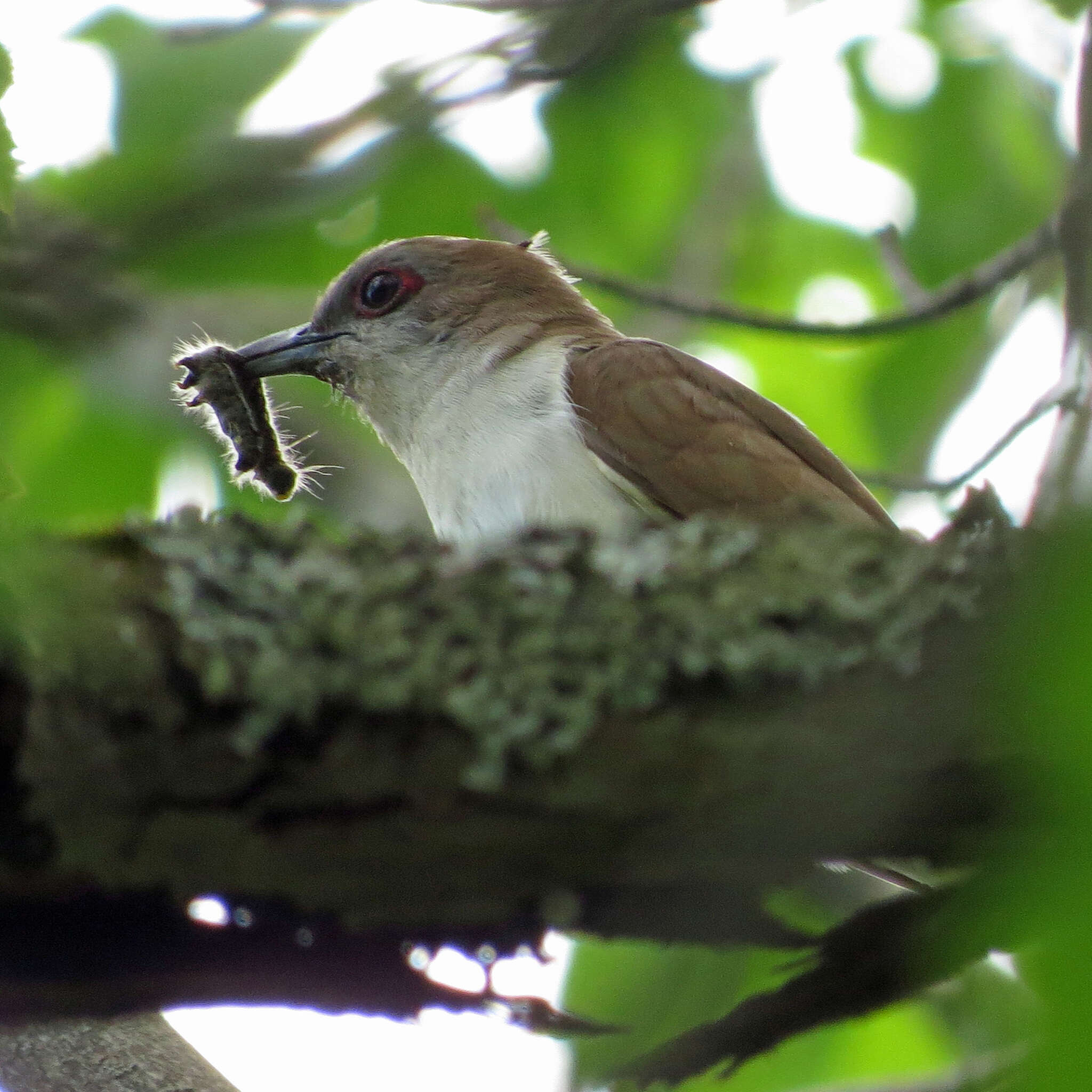 Image of Black-billed Cuckoo