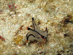 Image of Orange tip black line grey slug