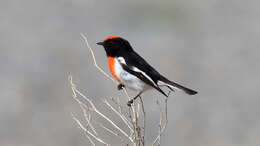 Image of Red-capped Robin