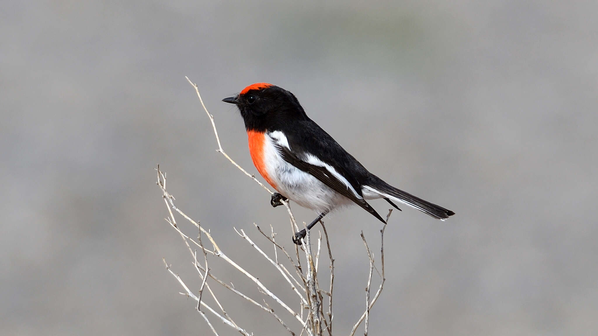 Image of Red-capped Robin