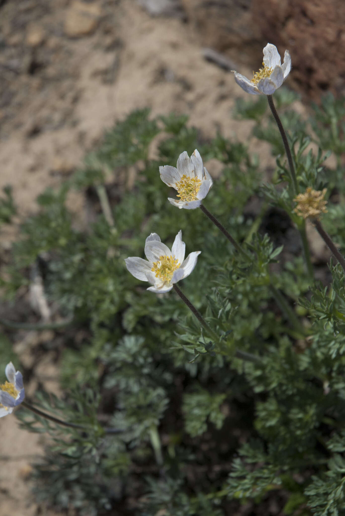 Anemone drummondii S. Wats. resmi