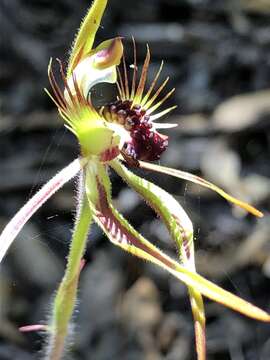 Image of Club-lipped spider orchid