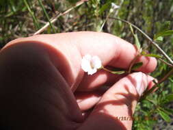 Mecardonia acuminata subsp. peninsularis (Pennell) R. A. Rossow resmi