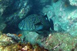 Image of Giant Hawkfish