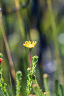 Image of Ursinia trifida (Thunb.) N. E. Br.