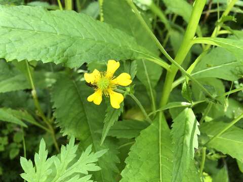 Image de Geum japonicum Thunb.