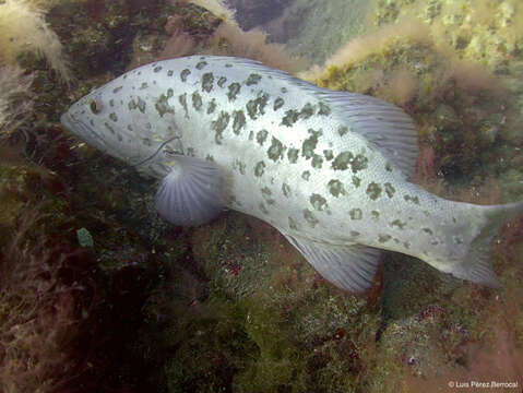 Image of Comb Grouper