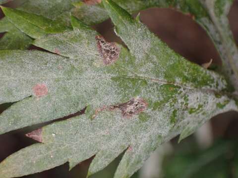 Image of Golovinomyces artemisiae (Grev.) V. P. Heluta 1988