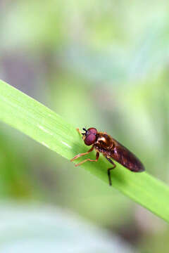 Image of Platycheirus scambus (Staeger 1843)