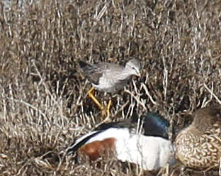 Image of Lesser Yellowlegs