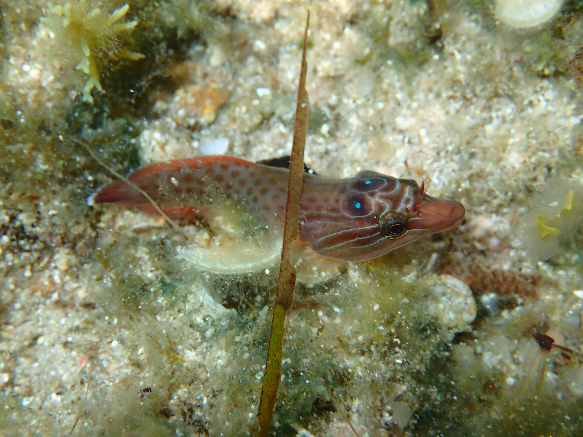 Image of Cornish Sucker