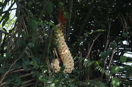 Image of Ecuadorian Ivory Palm