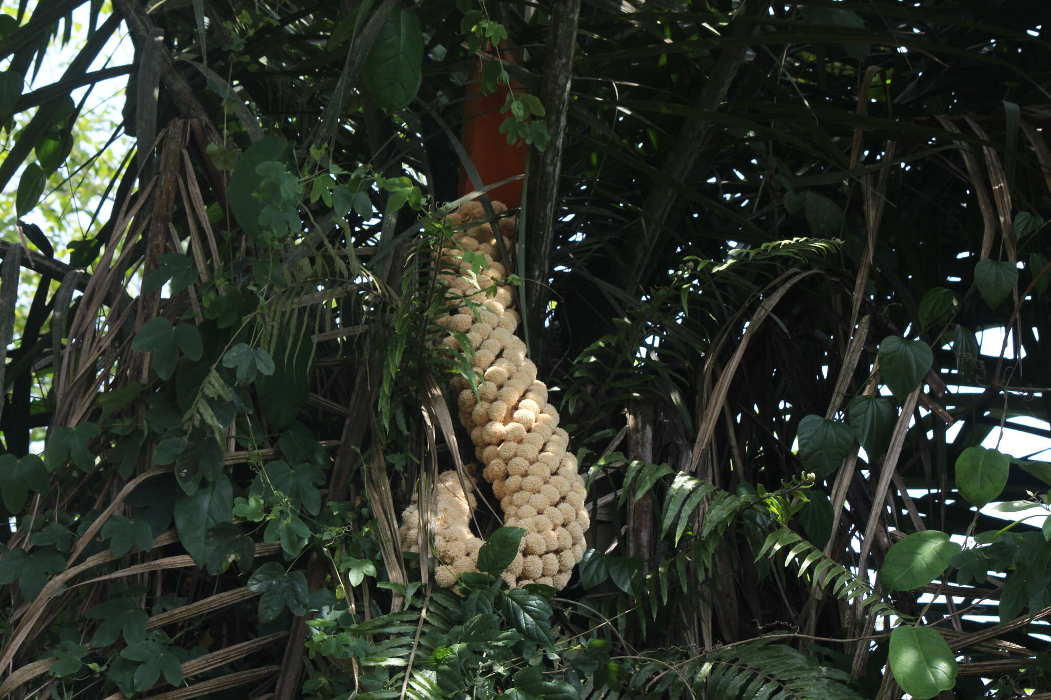 Sivun Phytelephas aequatorialis Spruce kuva