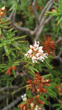 Image of Crassula sarcocaulis subsp. rupicola Tölken