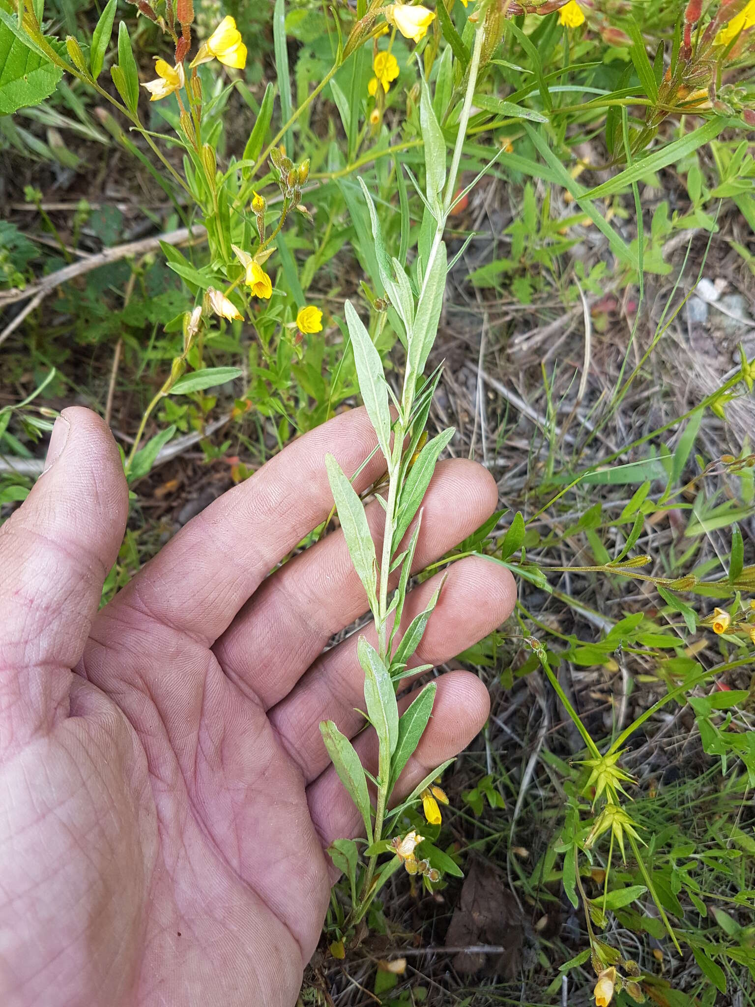 Image of Small sundrops