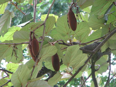 Image of Pterospermum acerifolium (L.) Willd.