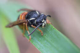 Image de Vespula rufa (Linnaeus 1758)