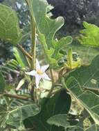 Image of Solanum stellatiglandulosum Bitler