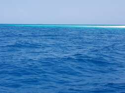 Image of Indian Humpback Dolphin