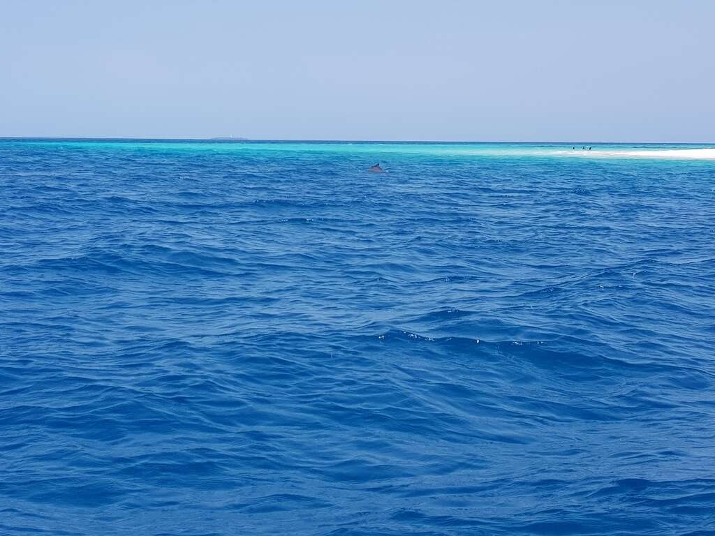 Image of Indian Humpback Dolphin