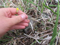 Image of Missouri bladderpod