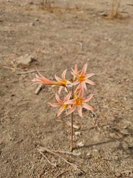 Image of Zephyranthes advena