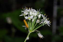 Image of Chinese chives