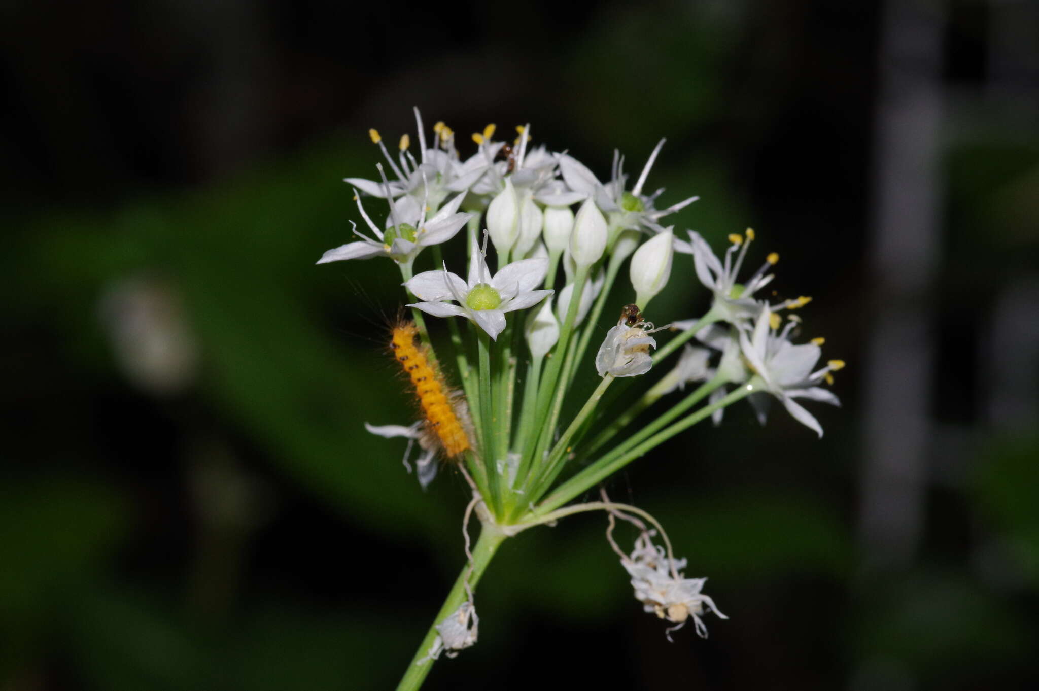 Image of Chinese chives