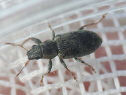 Image of Sweetclover Weevil