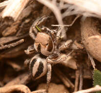 Image of Habronattus calcaratus agricola Griswold 1987