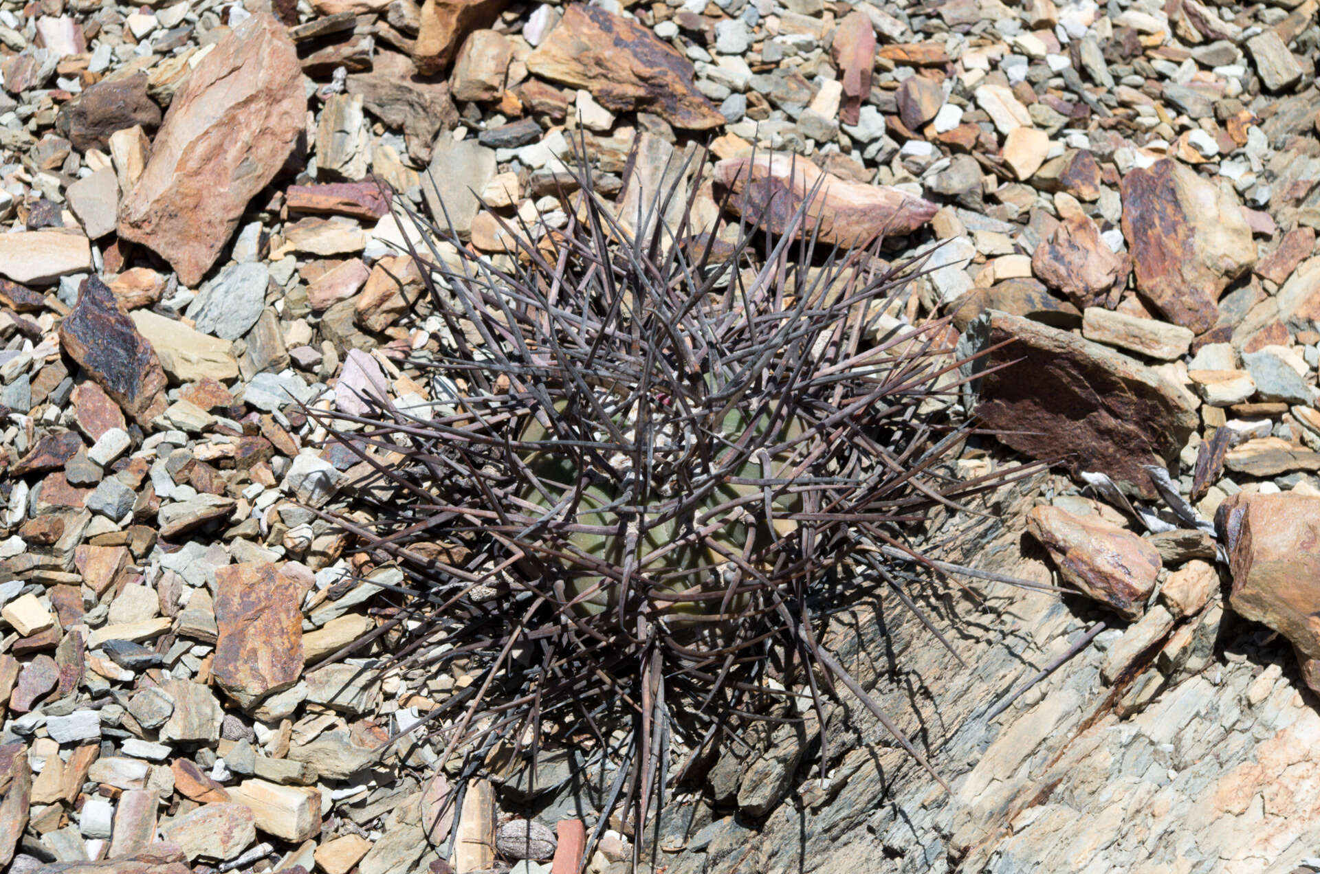 Image of Gymnocalycium spegazzinii subsp. cardenasianum (F. Ritter) R. Kiesling & Metzing