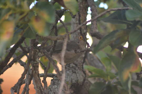 Image of Spectacled Thrush