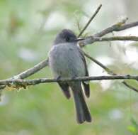 Image of Hispaniolan Pewee