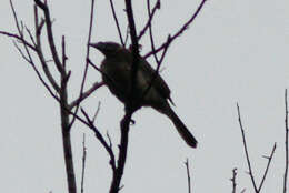 Image of Silver-crowned Friarbird