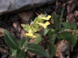 Odontochilus lanceolatus (Lindl.) Blume resmi