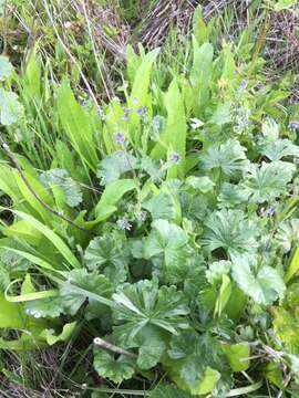 Image of changing forget-me-not