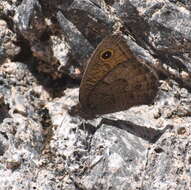 Image of Great Basin Wood Nymph