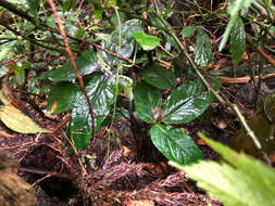 Image of Arisaema penicillatum N. E. Br.