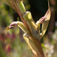 Image of Satyrium bicorne (L.) Thunb.