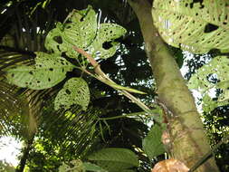 Image of Anthurium kunthii Poepp.